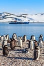 Chinstrap penguins crowd standing on the rocks and touristic cruise ship in the background at South Shetland Islands, Antarctica Royalty Free Stock Photo