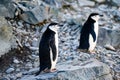 Chinstrap penguins on Half Moon Island, Antarctic Peninsula