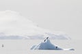 Chinstrap Penguins on an iceberg in Antarctica