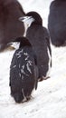 Chinstrap penguins molting in the snow Royalty Free Stock Photo