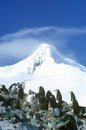 Chinstrap penguins (Pygoscelis antarctica) on Half Moon Island, Bransfield Strait, Antarctica Royalty Free Stock Photo