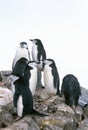 Chinstrap penguins (Pygoscelis antarctica) on Half Moon Island, Bransfield Strait, Antarctica Royalty Free Stock Photo