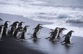 Chinstrap Penguins (Pygoscelis antarcticus) colony walking into sea