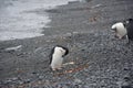 Chinstrap penguins on a rocky beach, Antarctic Peninsula