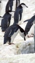 Chinstrap penguins in the snow Royalty Free Stock Photo