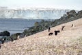 Chinstrap penguins in the snow Royalty Free Stock Photo