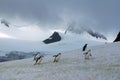 Chinstrap penguins in the snow Royalty Free Stock Photo