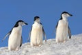 Chinstrap Penguins - South Shetland Islands - Antarctica