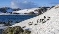 Chinstrap Penguins - South Shetland Islands - Antarctica