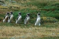 Chinstrap penguins taking walk