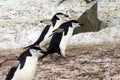 Chinstrap penguins walking on snow in Antarctica Royalty Free Stock Photo