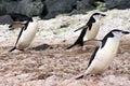 Chinstrap penguins walking on snow in Antarctica Royalty Free Stock Photo