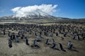 Chinstrap Penguins on Zavodovski Island