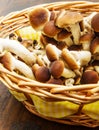 Chiodini mushroon in straw basket Royalty Free Stock Photo