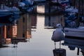 Chioggia - Seagull with scenic view of canal Vena after sunset in charming town of Chioggia Royalty Free Stock Photo