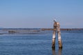 Chioggia - Seagull sitting on wooden pole with scenic view over Venetian lagoon in Venice Royalty Free Stock Photo