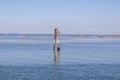 Chioggia - Seagull sitting on wooden pole with scenic view over Venetian lagoon in Venice Royalty Free Stock Photo