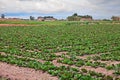 Chioggia, Venice, Italy: field of radicchio of Chioggia, variety Royalty Free Stock Photo