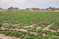 Chioggia, Venice, Italy: field of radicchio of Chioggia, variety Royalty Free Stock Photo