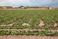 Chioggia, Venice, Italy: field of radicchio of Chioggia, variety of Italian chicory