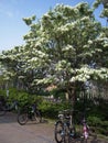 Chionanthus retusus blossom with some bicycle