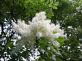 White flowers of Fringe tree Chionanthus Virginicus Royalty Free Stock Photo