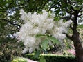 White flowers of Fringe tree Chionanthus Virginicus Royalty Free Stock Photo