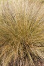 Chionochloa rubra, red tussock grass