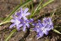 Chionodoxa flowers close up Royalty Free Stock Photo