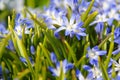 Chionodoxa flowers closeup Royalty Free Stock Photo