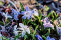 Chionodoxa Royalty Free Stock Photo
