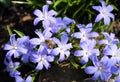 Chionodoxa flowers. Royalty Free Stock Photo