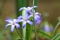 Chionodoxa flowers in the Spring Royalty Free Stock Photo