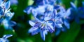 Chionodoxa gigantea Royalty Free Stock Photo