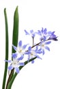 Chionodoxa, Glory of the snow Royalty Free Stock Photo
