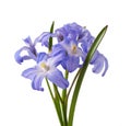 Chionodoxa, Royalty Free Stock Photo