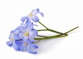 Chionodoxa Royalty Free Stock Photo