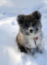 Chiot sitting in snow, making eye contact with the camera