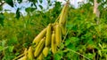 The ChipilÃ­n bean plant originates from the American plains Royalty Free Stock Photo