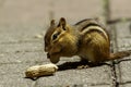 Chipmonk Royalty Free Stock Photo