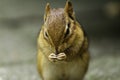 Chipmonk Royalty Free Stock Photo