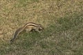 Chipmonk snuffling in the grass in the garden Royalty Free Stock Photo