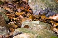 Chipmuck ground-squirrel between yellow leaves and rocks with some bright green fresh imps. Spring. Closeup.