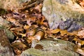 Chipmuck ground-squirrel between yellow leaves and rocks with some bright green fresh imps. Spring. Closeup.