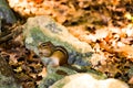 Chipmuck ground-squirrel between yellow leaves and rocks with some bright green fresh imps. Spring. Closeup.