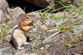 Chipmunk 1