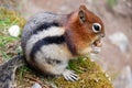 Chipmunk Royalty Free Stock Photo