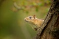 Chipmunk Royalty Free Stock Photo