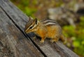 Chipmunk