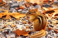 Chipmunk